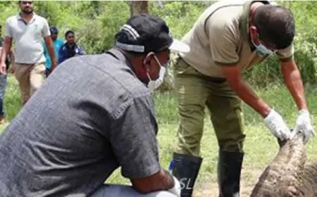 வனவிலங்கு அதிகாரிகள் அடையாள வேலை நிறுத்தம்