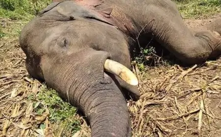 இலங்கையில் அதிகரித்துள்ள யானைகளின் இறப்பு!