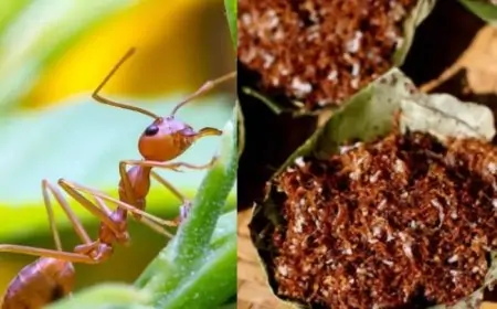 சிவப்பு எறும்பு சட்னிக்கு புவிசார் அங்கிகாரம்