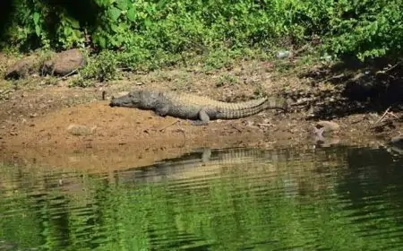 11 வயது சிறுவனை இழுத்துச் சென்ற முதலை