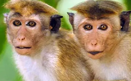 ஆண் குரங்குகளுக்கு கருத்தடை செய்ய திட்டம்