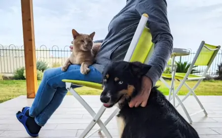 கோடிக்கணக்கான சொத்துகளை பூனைகள் மற்றும் நாய்களுக்கு எழுதி வைத்த மூதாட்டி