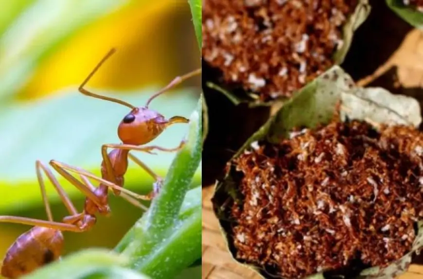 சிவப்பு எறும்பு சட்னிக்கு புவிசார் அங்கிகாரம்
