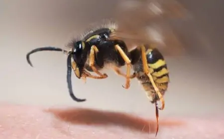 தனியார் வகுப்பு சென்ற மாணவர்கள் மீது குளவி கொட்டு