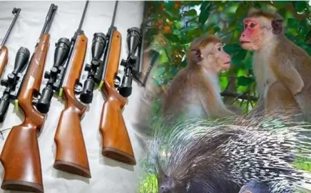 குரங்குகளை கட்டுப்படுத்த விவசாயிகளுக்கு நாட்டுத் துப்பாக்கி?