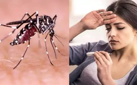 டெங்கு காய்ச்சல் தொடர்பில் வெளியான புதிய தகவல்!