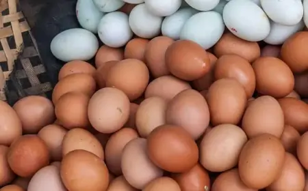 முட்டை விலையில் ஏற்பட்டுள்ள வீழ்ச்சி; வெளியான நல்ல செய்தி