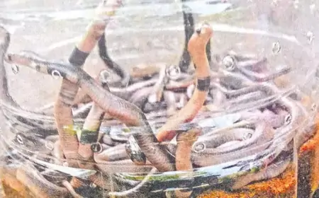 52 குட்டிகளுடன் மாட்டு தொழுவத்தில் பதுங்கியிருந்த ராஜநாகம்.. அதிர்ச்சியடைந்த நபர்