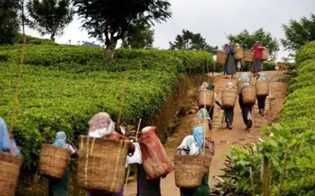 தொழிலாளர் சம்பளத்தை அதிகரிப்பது சாத்தியமில்லை: தோட்ட நிறுவனங்கள்