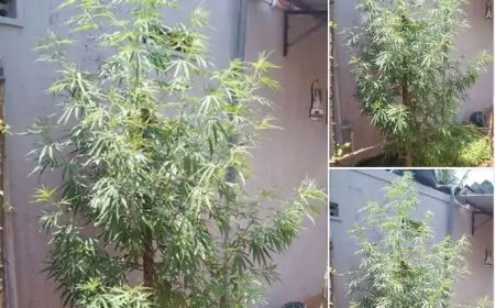 வீட்டில் கஞ்சா செடி வளர்த்தவர் கைது