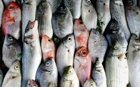 மீன்களின் விலை சடுதியாக அதிகரிப்பு