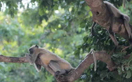 தண்ணீர் குடிக்க கிணற்றில் குதித்த 32 குரங்குகள் பலி