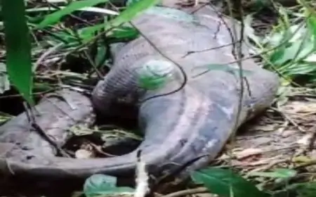 ராட்சத மலைப்பாம்பின் வயிற்றில் இருந்து மீட்கப்பட்ட பெண்ணின் உடல்