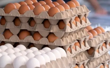 முட்டை விலை மீண்டும் உயர்ந்தது.. என்ன நடக்கின்றது?