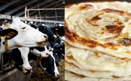 பரோட்டா உட்கொண்டதால் மாடுகள் ஐந்து மரணம்!