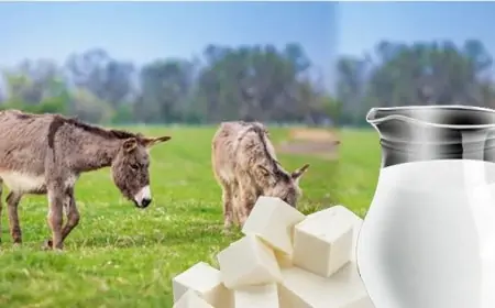 கழுதைப்பாலில் Cheese தயாரிக்கும் முயற்சி இலங்கையில் கைகூடுமா?