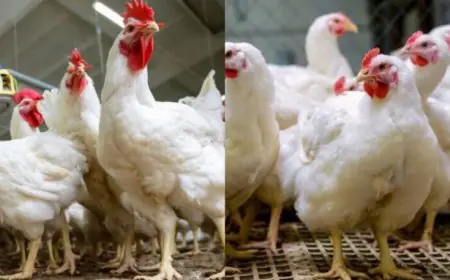 கோழி உள்ளிட்ட இறைச்சி வகைகளின் விலை குறைப்பு:  வெளியான அறிவிப்பு