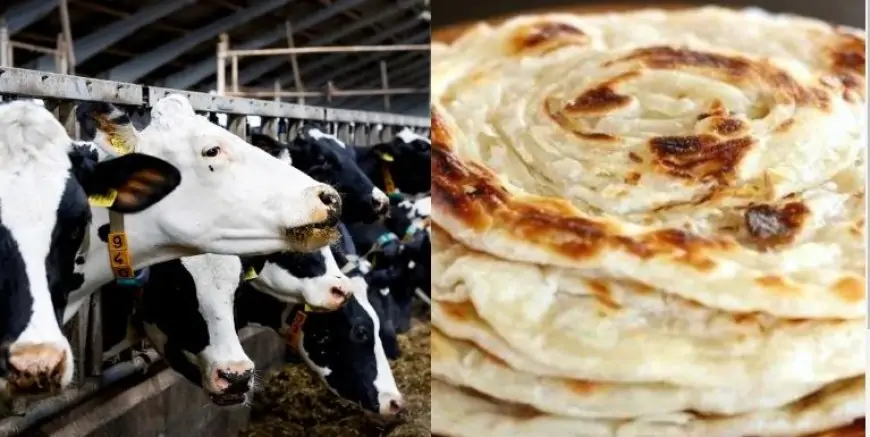 பரோட்டா உட்கொண்டதால் மாடுகள் ஐந்து மரணம்!
