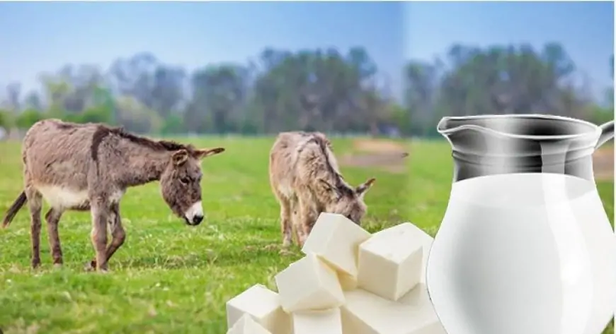 கழுதைப்பாலில் Cheese தயாரிக்கும் முயற்சி இலங்கையில் கைகூடுமா?