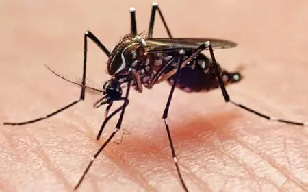 மீண்டும் தலைதூக்கும் டெங்கு; வெளியான அறிவிப்பு