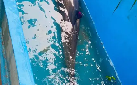 நாட்டின் கடற்பகுதிகளில் ஆமை, டொல்ஃபின்களுக்கு ஆபத்து