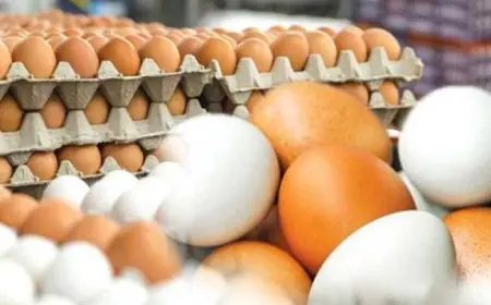 ஒரு முட்டையில் 25 ரூபாய் இலாபம்; வெளியான தகவல்