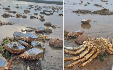 கடற்கரையில் கரை ஒதுங்கிய ஆயிரக்கணக்கான நண்டுகள்