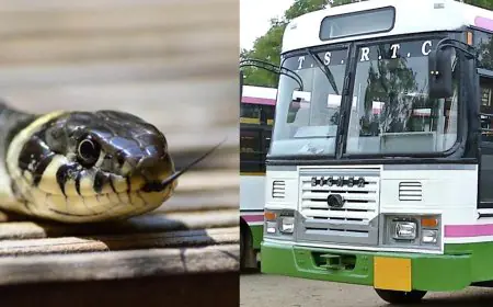 பஸ்ஸை நிறுத்தாத சாரதி மீது பாம்பை வீசிய பெண் 