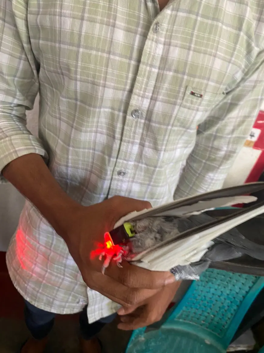அநுரவை பதற்றமடைய வைத்த புறா மீட்பு; இளைஞர்களுக்கு எச்சரிக்கை!