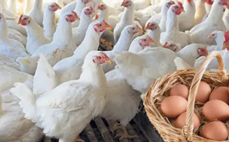 முட்டை மற்றும் கோழி இறைச்சி தொடர்பில் வெளியான அறிவிப்பு