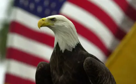 அமெரிக்காவின் தேசிய பறவையாக வழுக்கை கழுகு