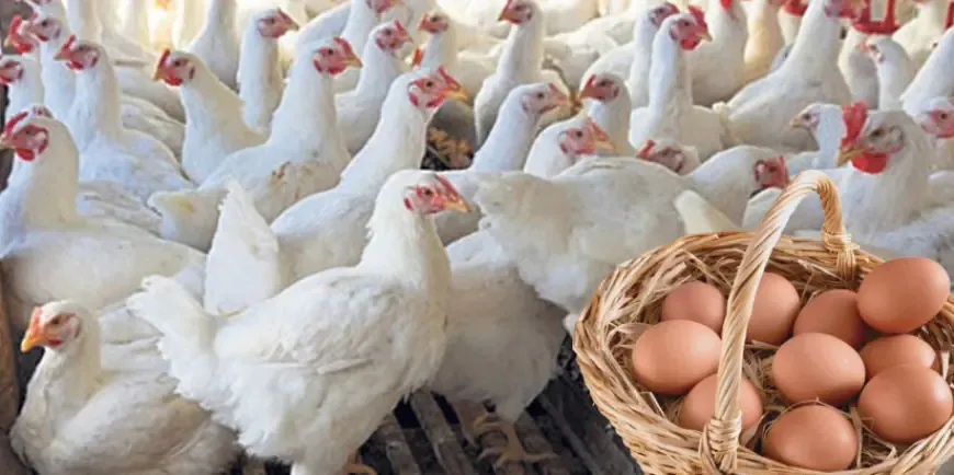 முட்டை மற்றும் கோழி இறைச்சி தொடர்பில் வெளியான அறிவிப்பு