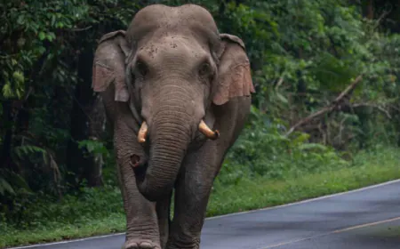 9 வருடங்களில் 3000 காட்டு யானைகள் இறப்பு - 1,190 பேர் பலி!