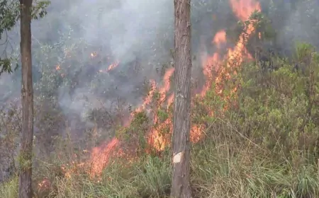 நல்லதண்ணி ஹமில்டன் வனப்பகுதியில் தீ; 30 ஏக்கர் தீக்கிரை!
