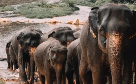 இந்த வருடத்தின் ஜனவரி மாதத்தில் 43 யானைகள் பலி; அமைச்சர் தகவல்