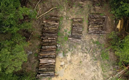 காலநிலை உச்சி மாநாட்டுக்காக அழிக்கப்பட்ட அமேசான் காடுகள்