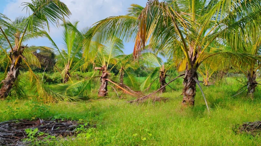 வவுனியாவில் காட்டு யானைகள் அட்டகாசம்; தென்னை பயிர்கள் சேதம்!