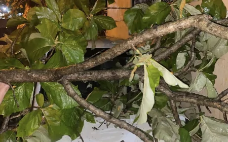 கொழும்பில் பலத்த காற்று; முறிந்து விழுந்த மரங்கள்