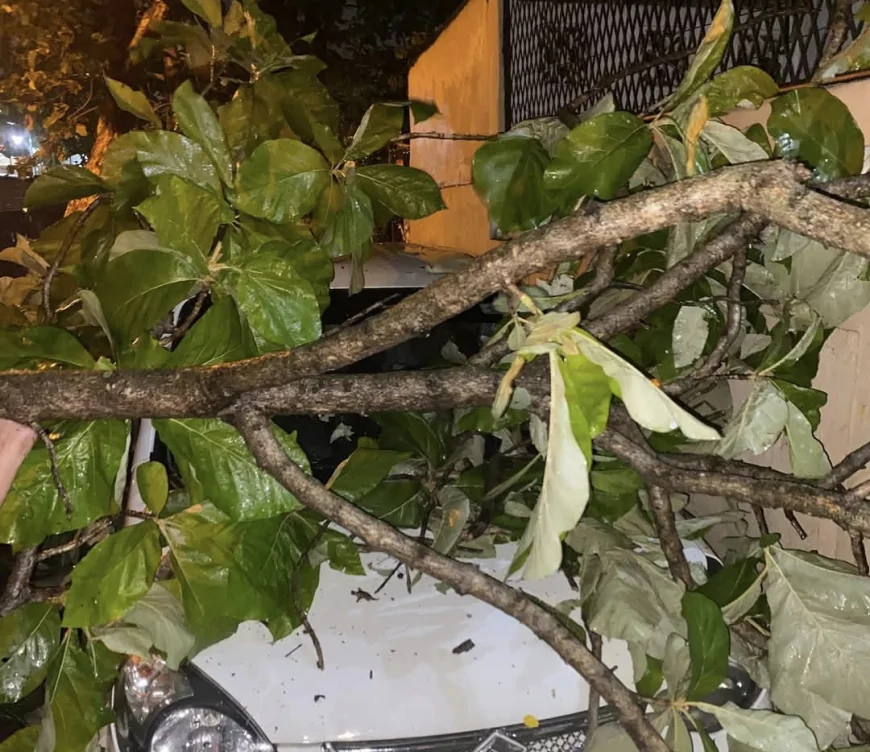 கொழும்பில் பலத்த காற்று; முறிந்து விழுந்த மரங்கள்