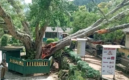 பாடசாலையில் முறிந்து விழுந்த மரம்  -  மூவரடங்கிய குழு நியமனம்