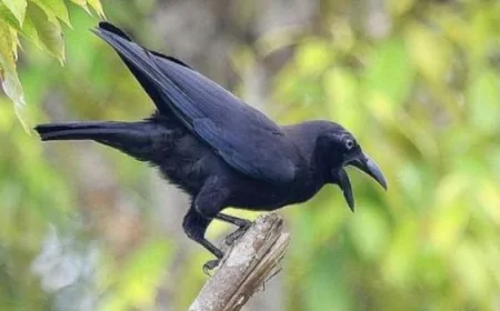 உங்க தலையில் காகம்  தட்டினால் அபசகுனமா.. செய்ய வேண்டிய பரிகாரங்கள் இதோ!