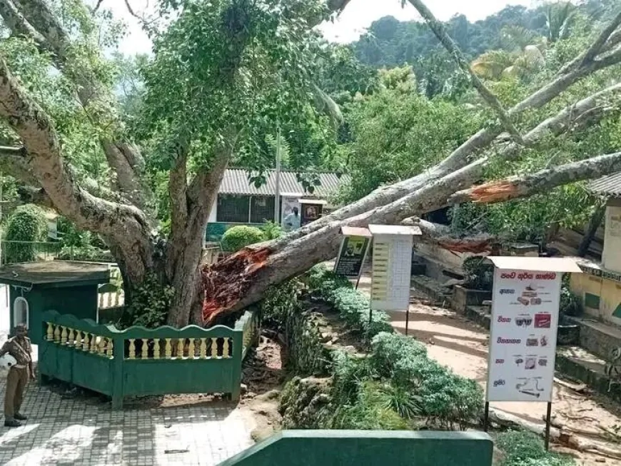பாடசாலையில் முறிந்து விழுந்த மரம் - மூவரடங்கிய குழு நியமனம்