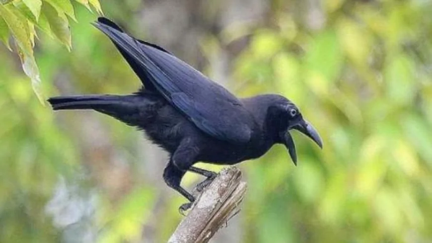 உங்க தலையில் காகம்  தட்டினால் அபசகுனமா.. செய்ய வேண்டிய பரிகாரங்கள் இதோ!