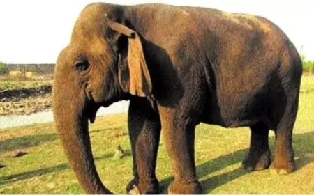 ஆசியாவின் அதிக வயதான யானை உயிரிழந்தது