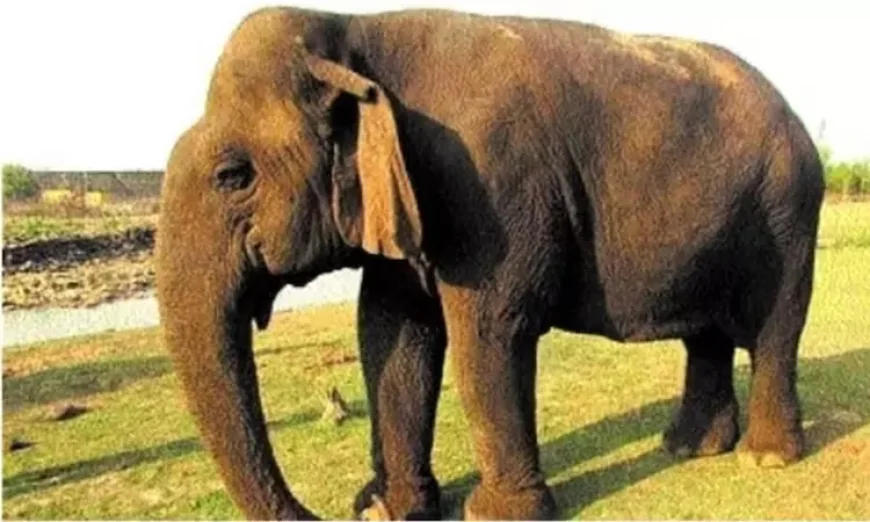 ஆசியாவின் அதிக வயதான யானை உயிரிழந்தது