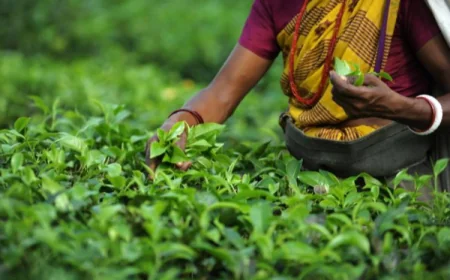 பெருந்தோட்டத் தொழிலாளர்களின் சம்பளம் 1750 ரூபாயாக அதிகரிப்பு