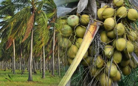 நாடளாவிய ரீதியில் 500,000 தென்னை மரக்கன்றுகளை விநியோகிக்கும் திட்டம் இன்று ஆரம்பம்