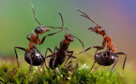 எறும்புகளுடன் வாழ முடியாது என தனது உயிரை மாய்த்த பெண்