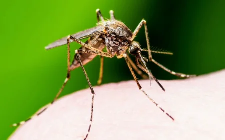 வாரத்திற்கு 190 மில்லியன் கொசுக்களை உருவாக்கும் தொழிற்சாலை — ஏன் தெரியுமா?