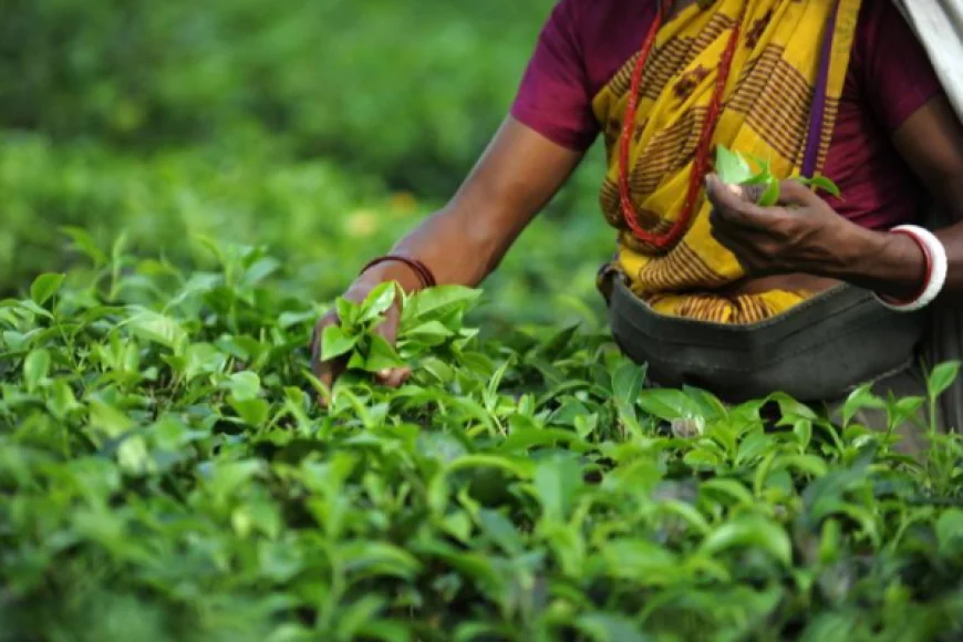 பெருந்தோட்டத் தொழிலாளர்களின் சம்பளம் 1750 ரூபாயாக அதிகரிப்பு